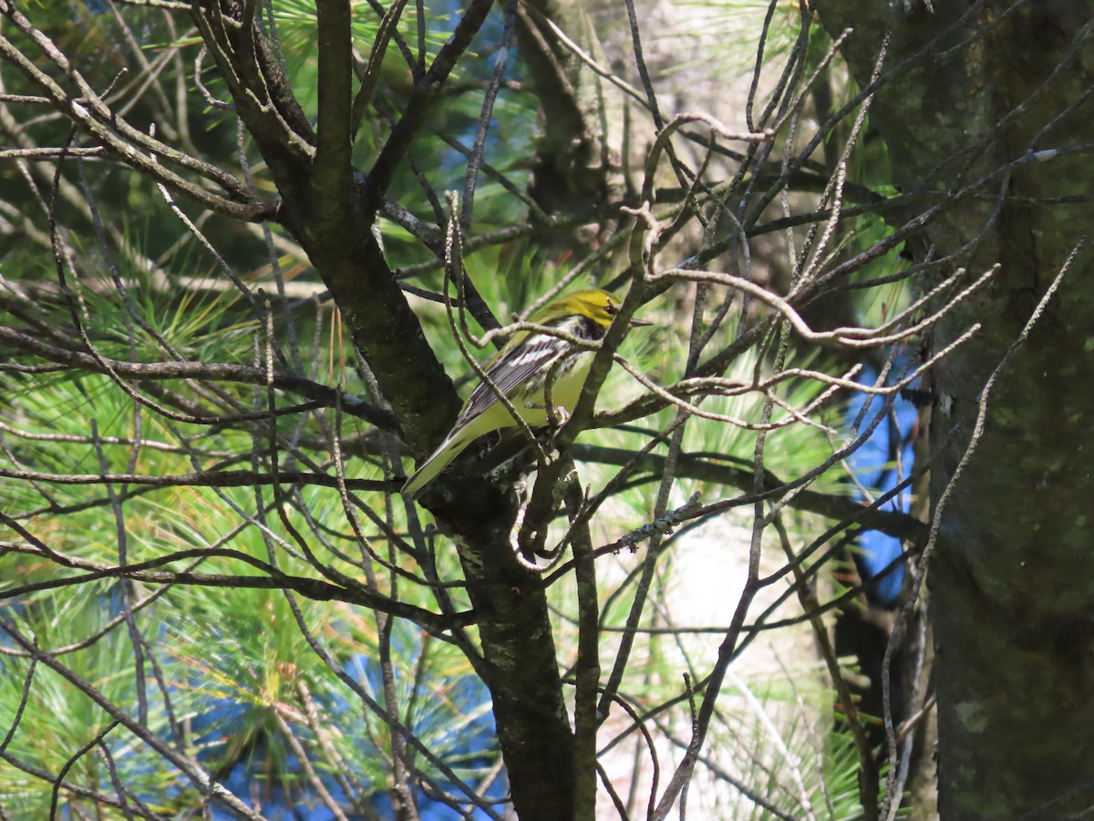 Black-throated Green Warbler - ML642133818