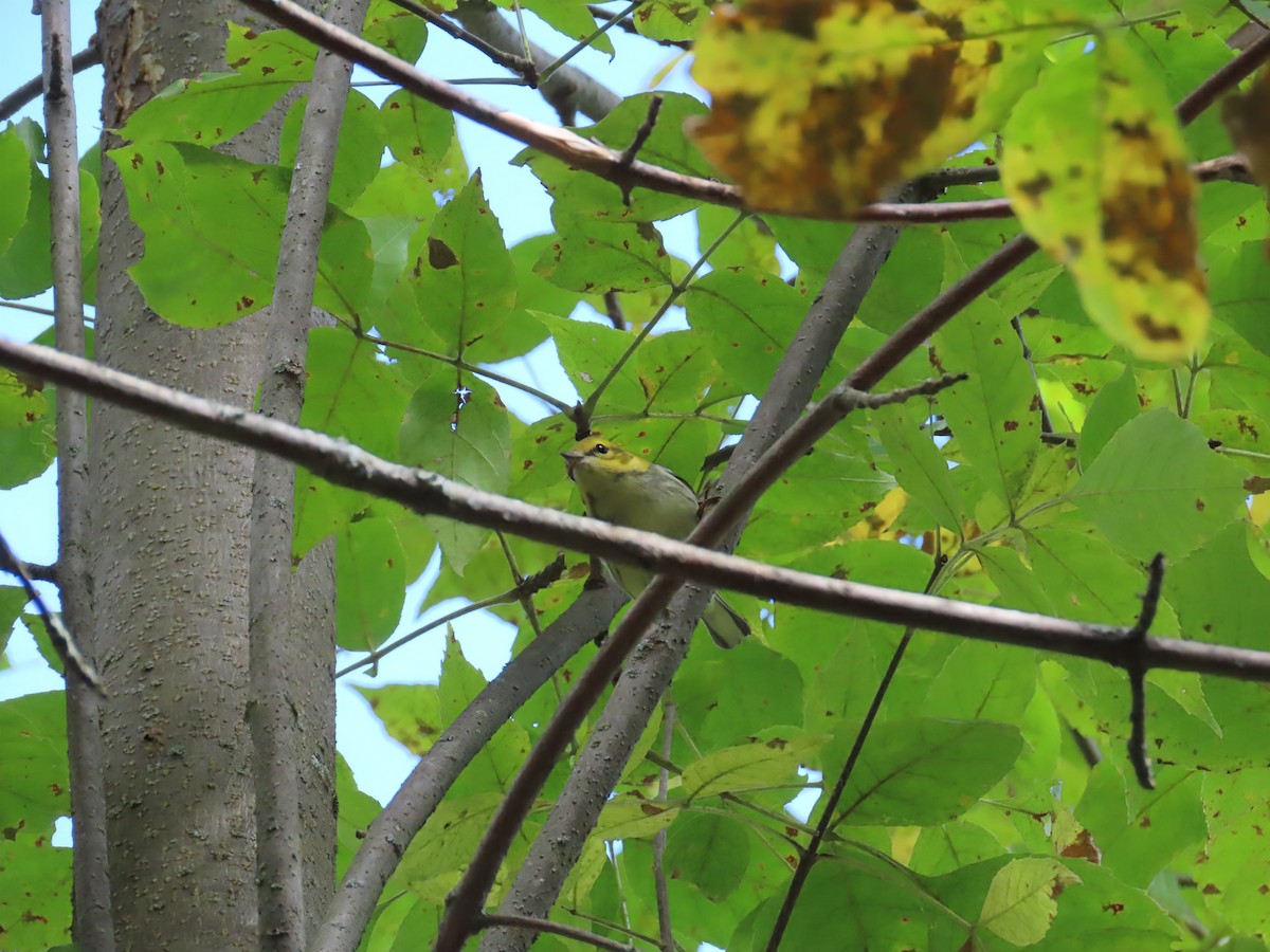 Black-throated Green Warbler - ML642133819