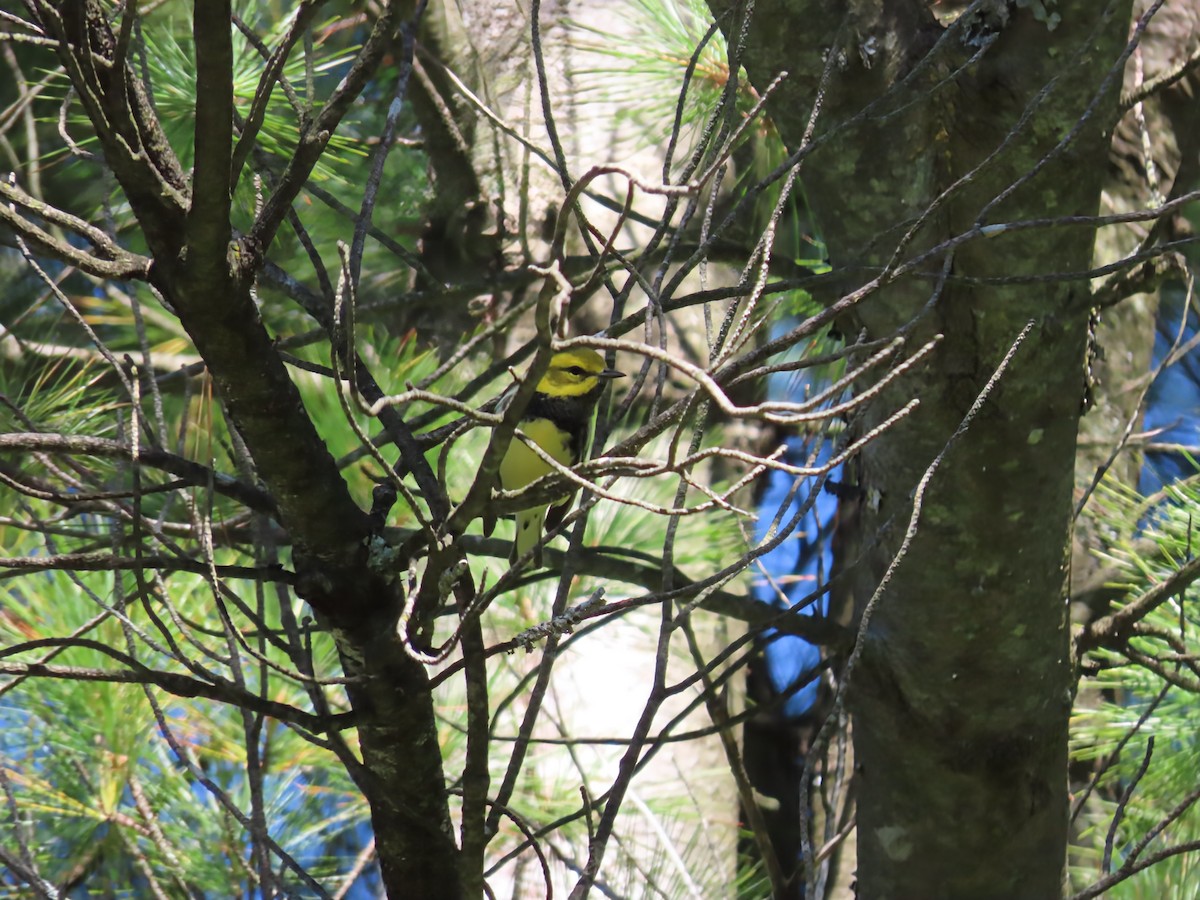 Black-throated Green Warbler - ML642133820