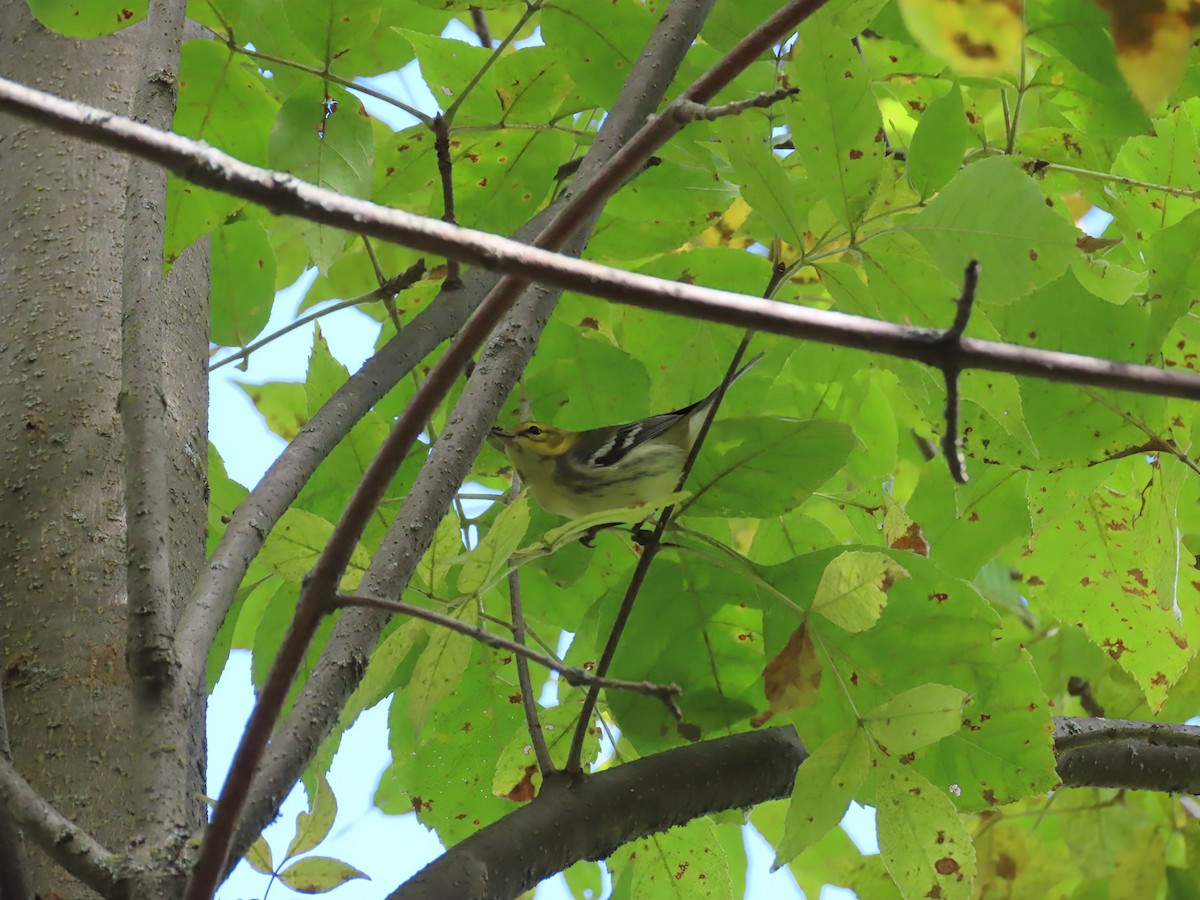 Black-throated Green Warbler - ML642133821