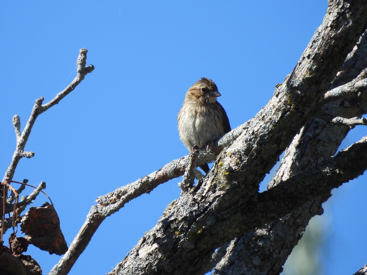 Song Sparrow - ML642133822