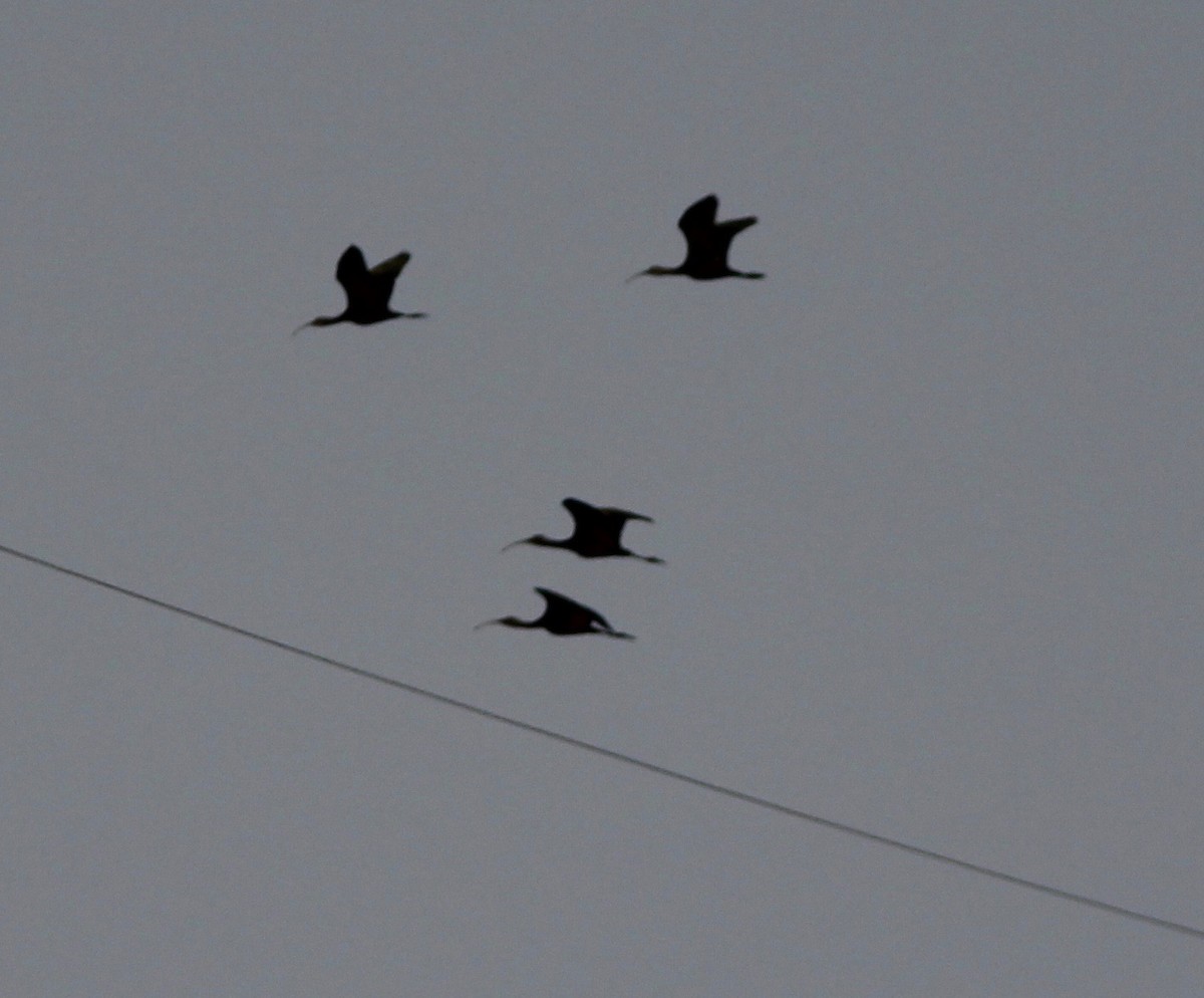 White-faced Ibis - ML642133824