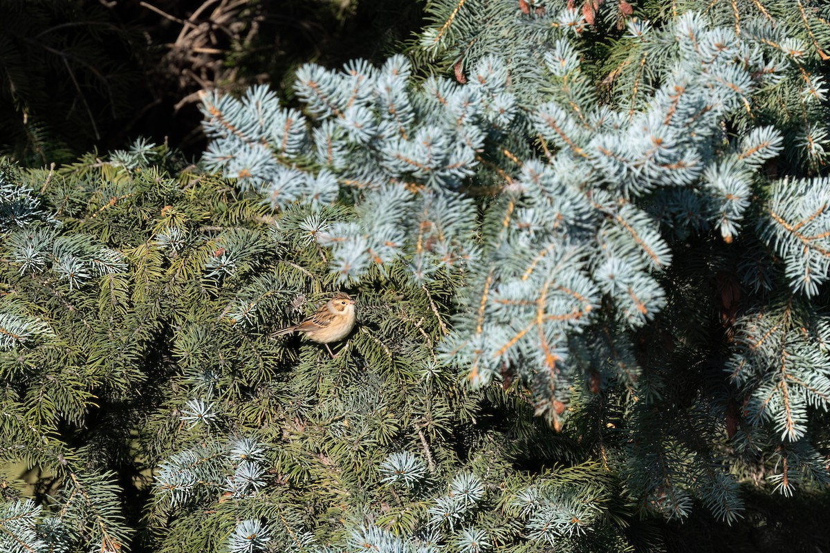 Clay-colored Sparrow - ML642133826