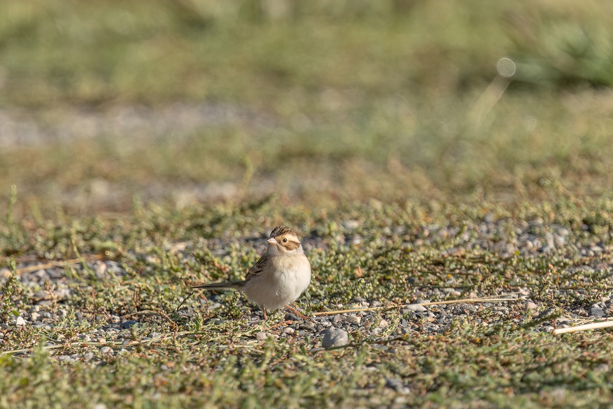 Clay-colored Sparrow - ML642133829