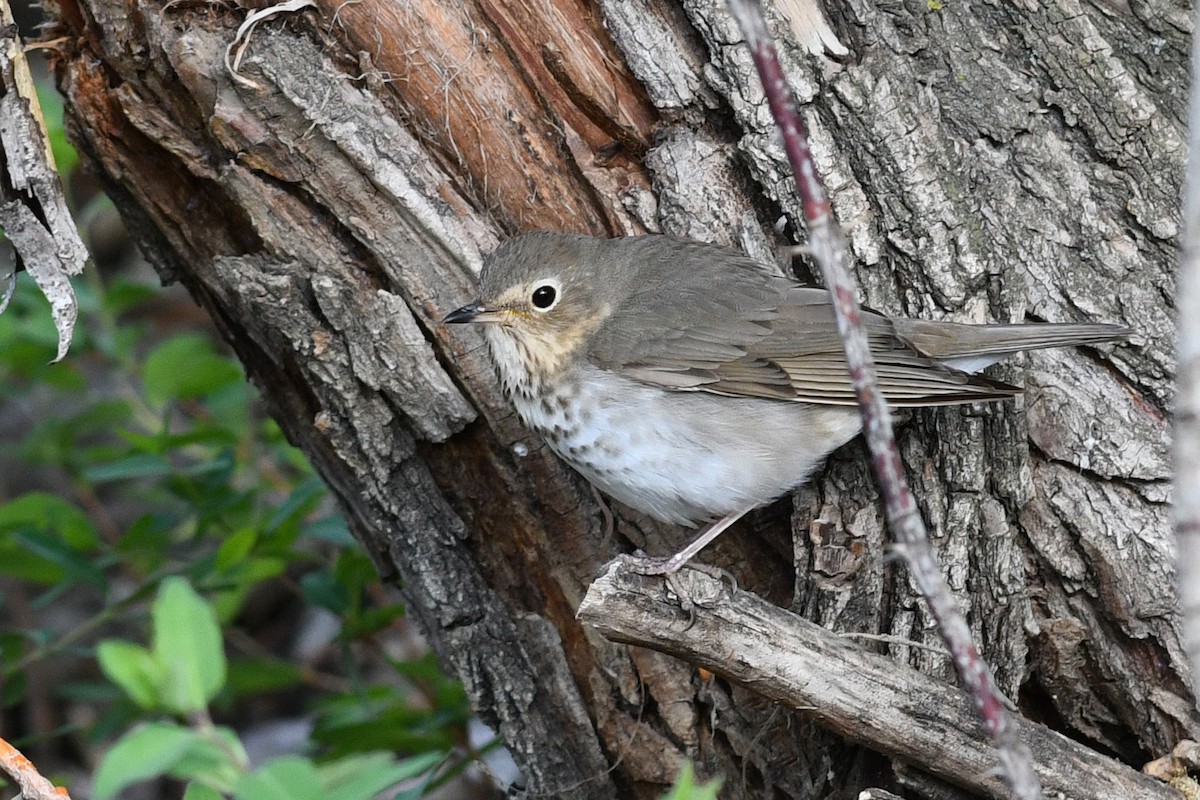 Дрізд-короткодзьоб Cвенсона [група swainsoni] - ML642133840