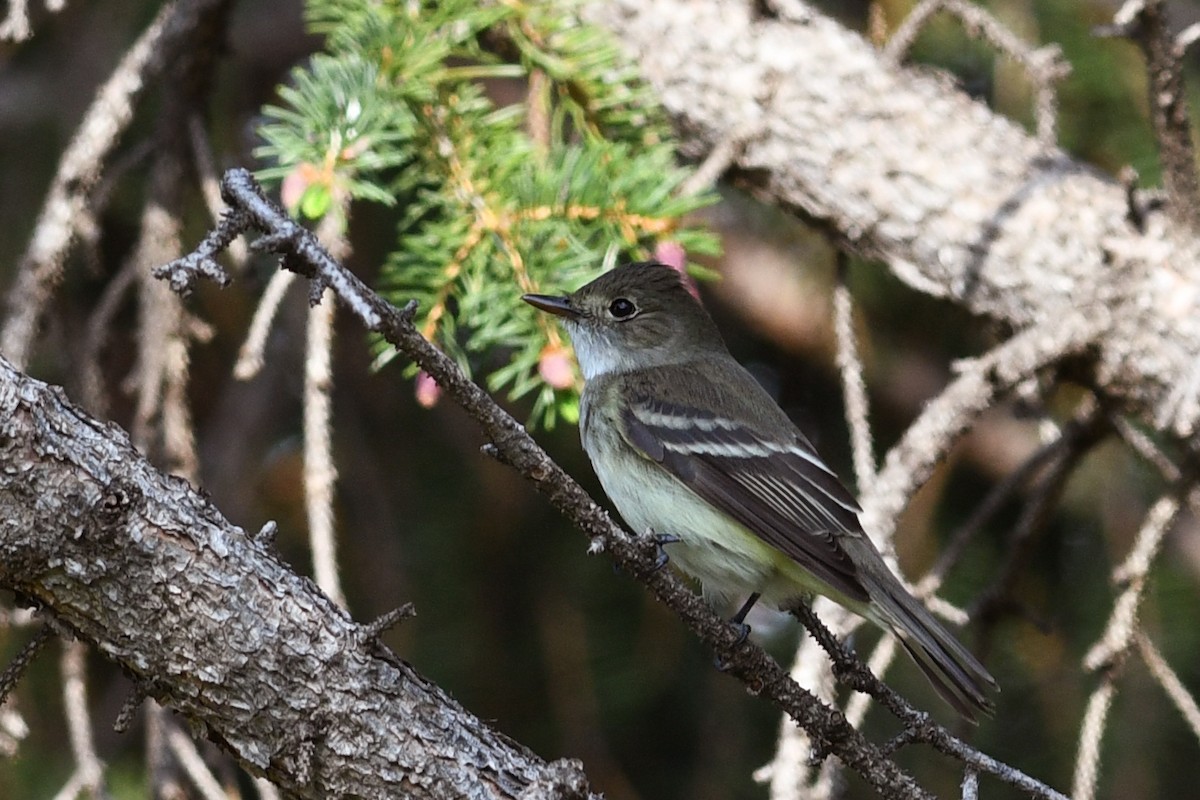 Willow Flycatcher - ML642133848