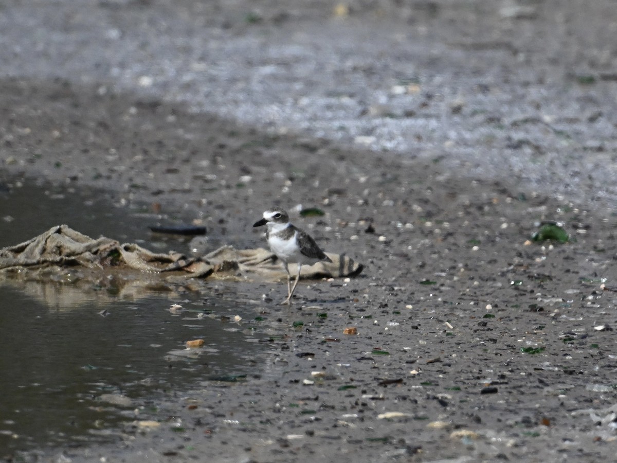 Wilson's Plover - ML642133849