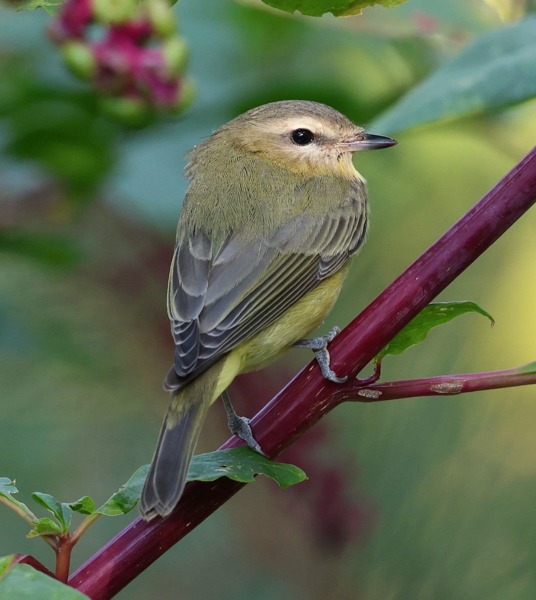 Philadelphia Vireo - ML642133854