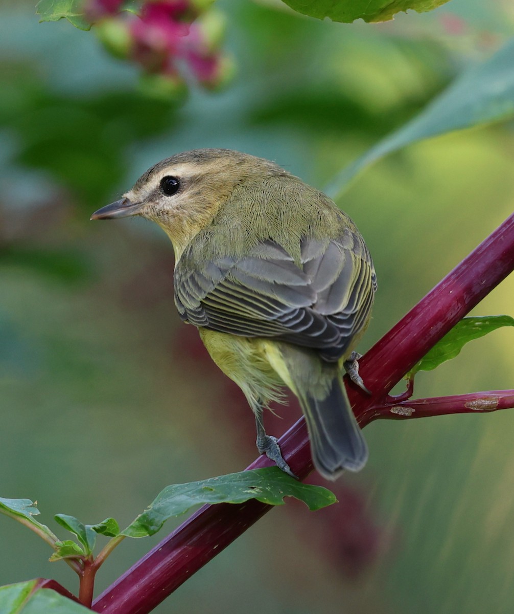 Philadelphia Vireo - ML642133855