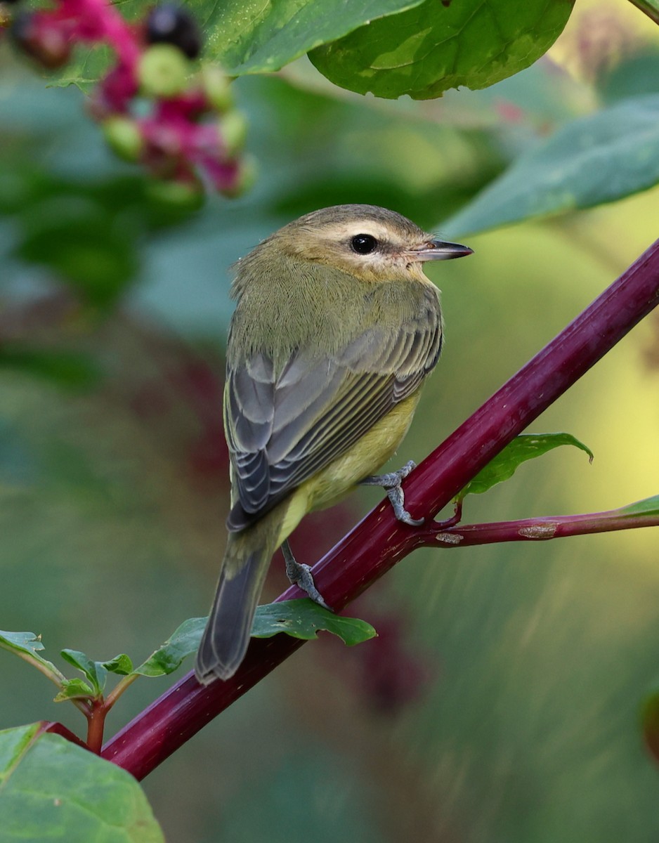 Philadelphia Vireo - ML642133856
