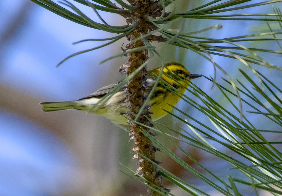 Townsend's Warbler - ML642133868