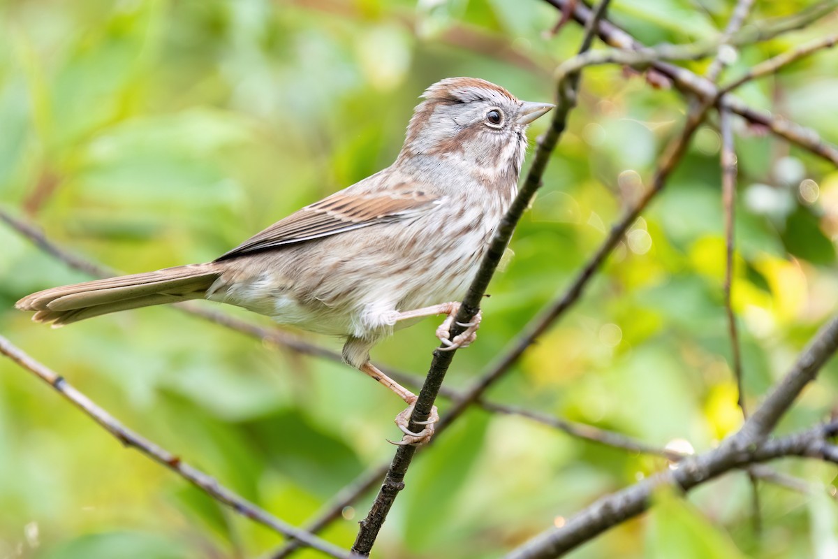 Song Sparrow (montana/merrilli) - ML642133869