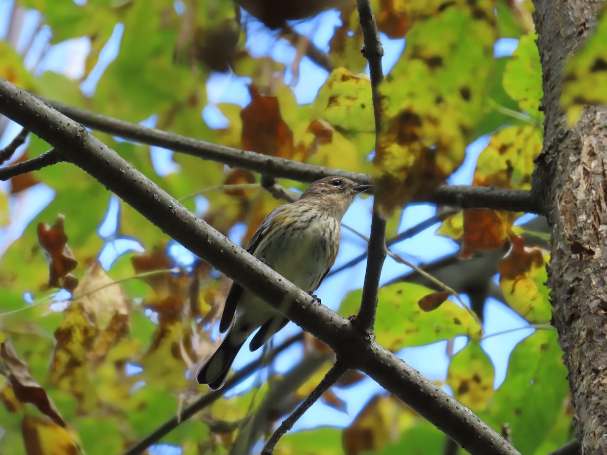 Yellow-rumped Warbler - ML642133871