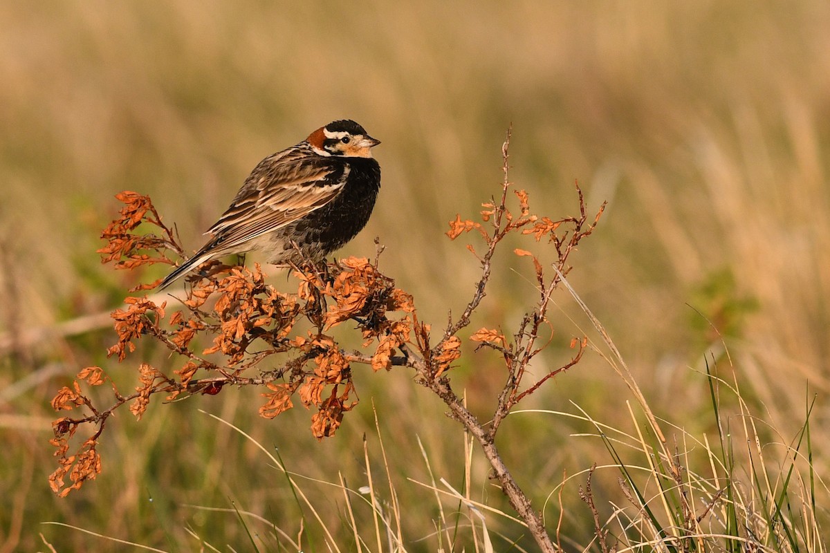 Chestnut-collared Longspur - ML642133892