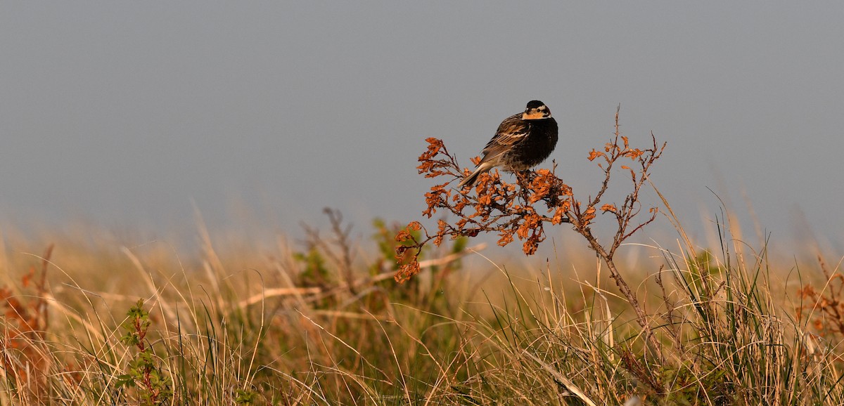 Chestnut-collared Longspur - ML642133893