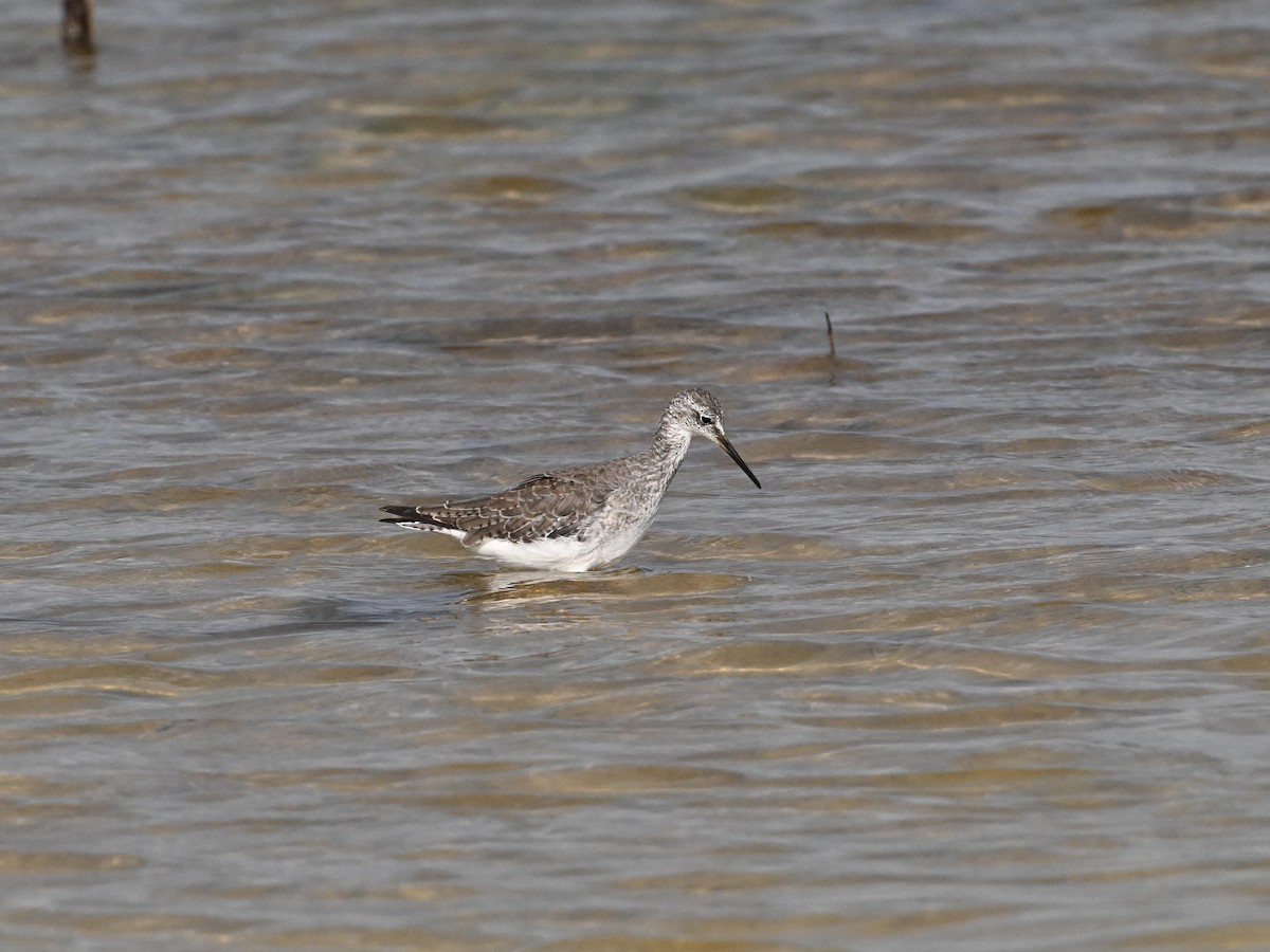 Lesser Yellowlegs - ML642133907
