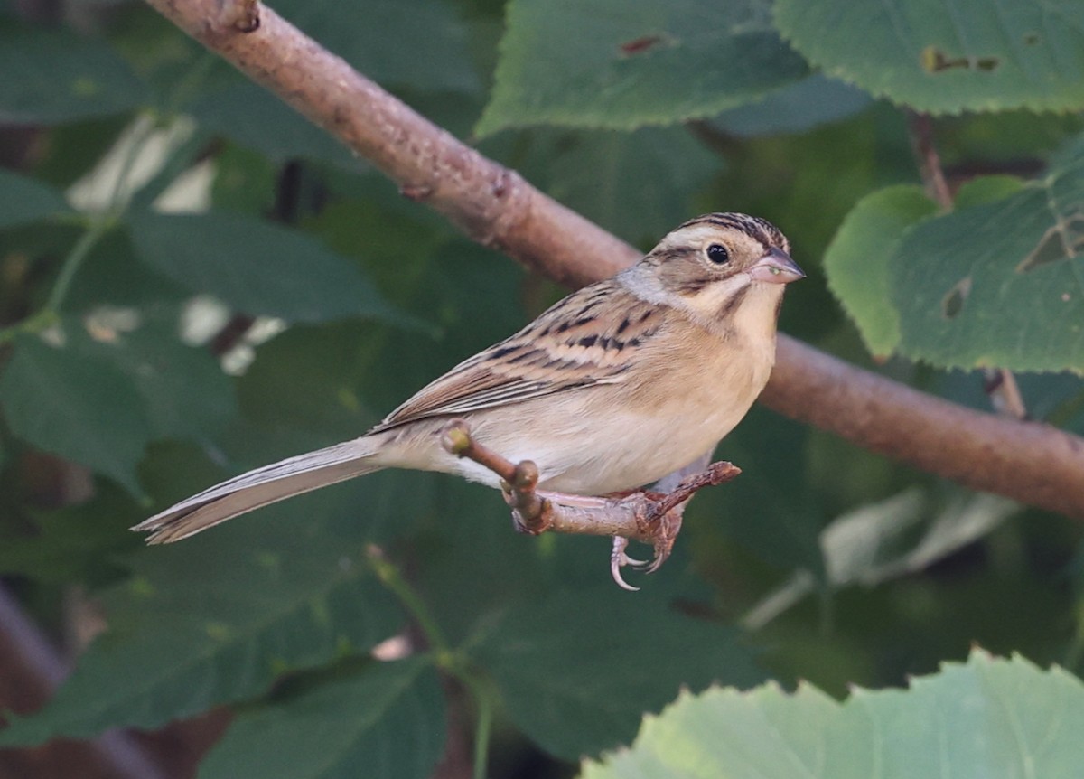 Clay-colored Sparrow - ML642133919