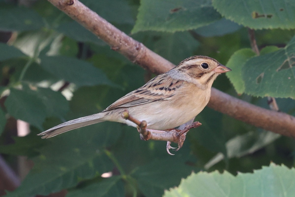 Clay-colored Sparrow - ML642133922