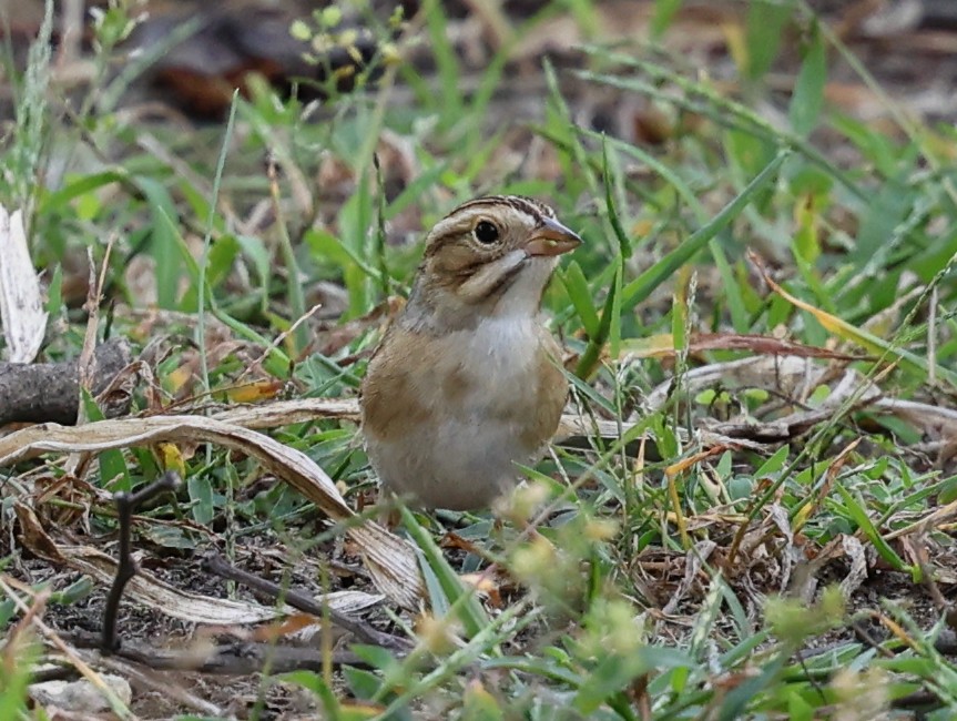 Clay-colored Sparrow - ML642133923