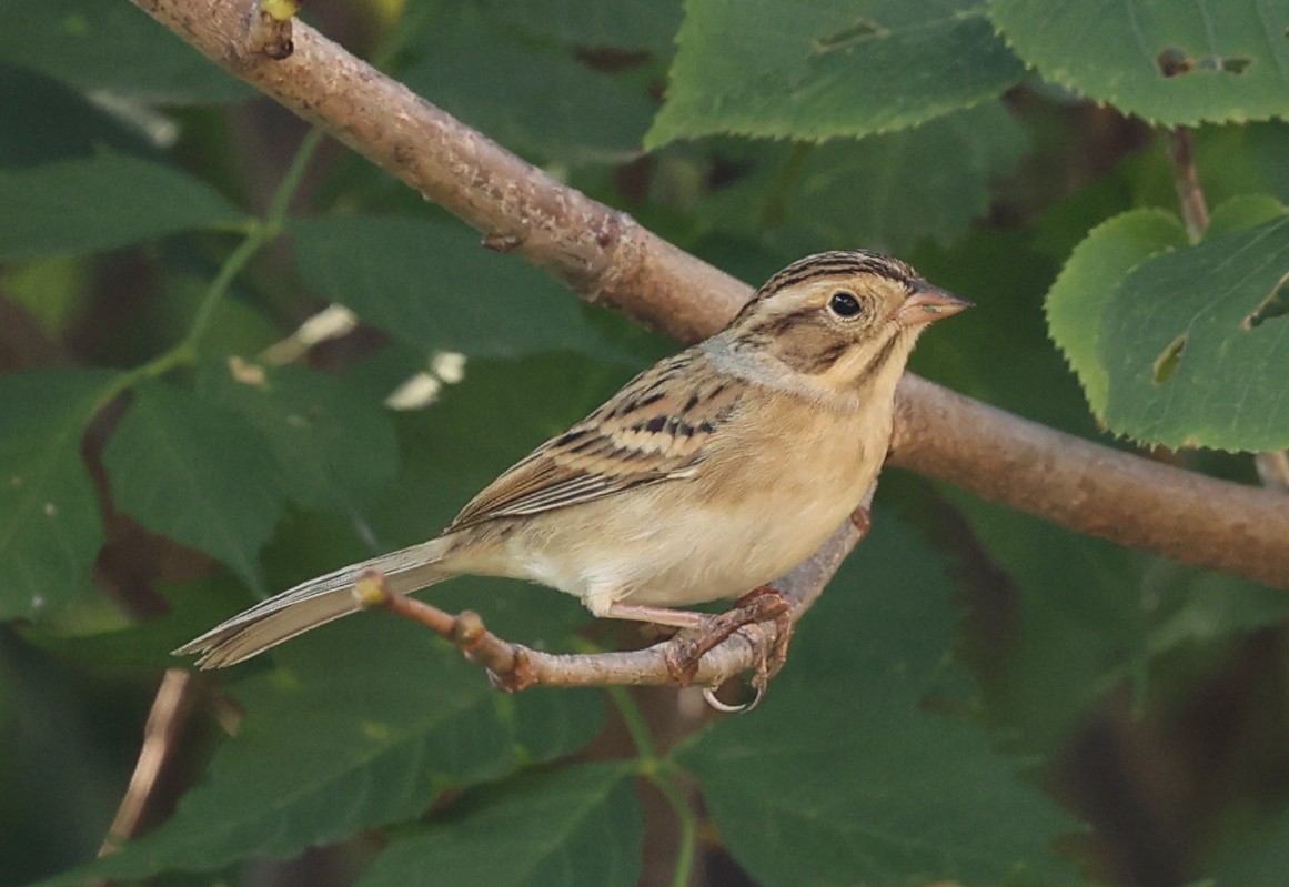 Clay-colored Sparrow - ML642133924