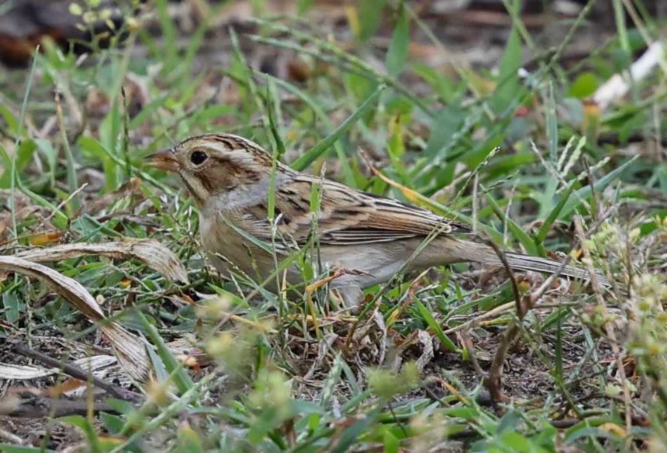 Clay-colored Sparrow - ML642133925
