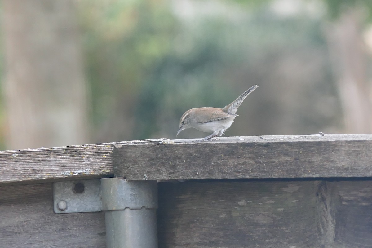 Bewick's Wren - ML642133930