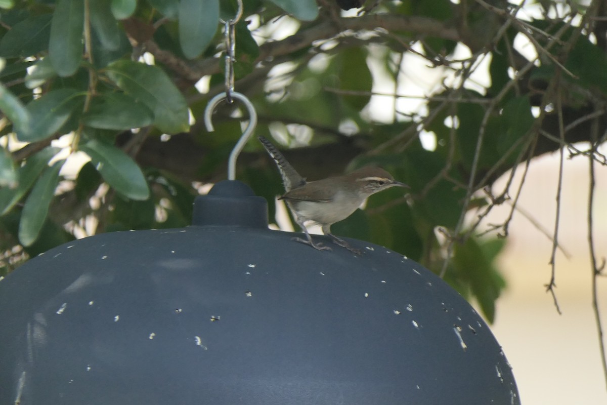 Bewick's Wren - ML642133931