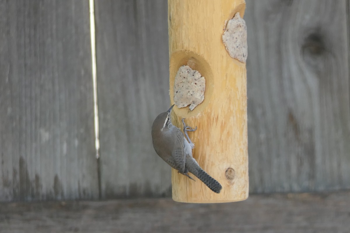 Bewick's Wren - ML642133932