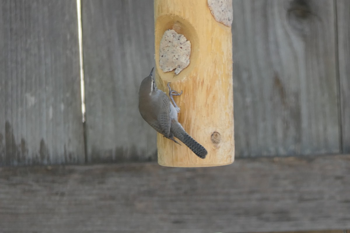 Bewick's Wren - ML642133933