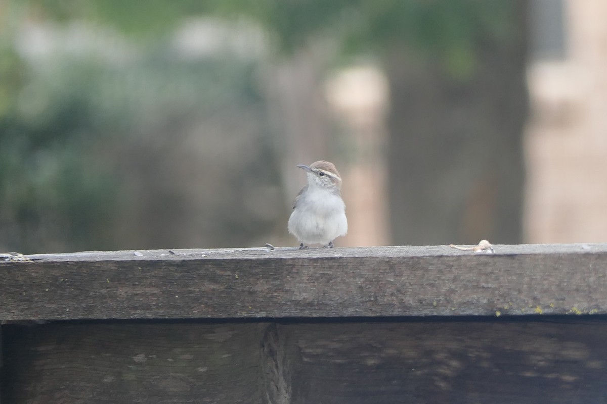 Bewick's Wren - ML642133934