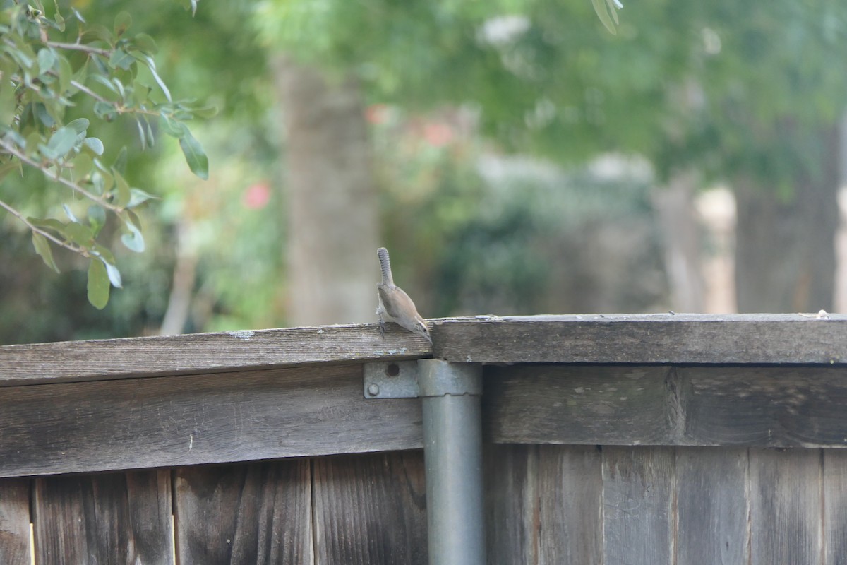 Bewick's Wren - ML642133935