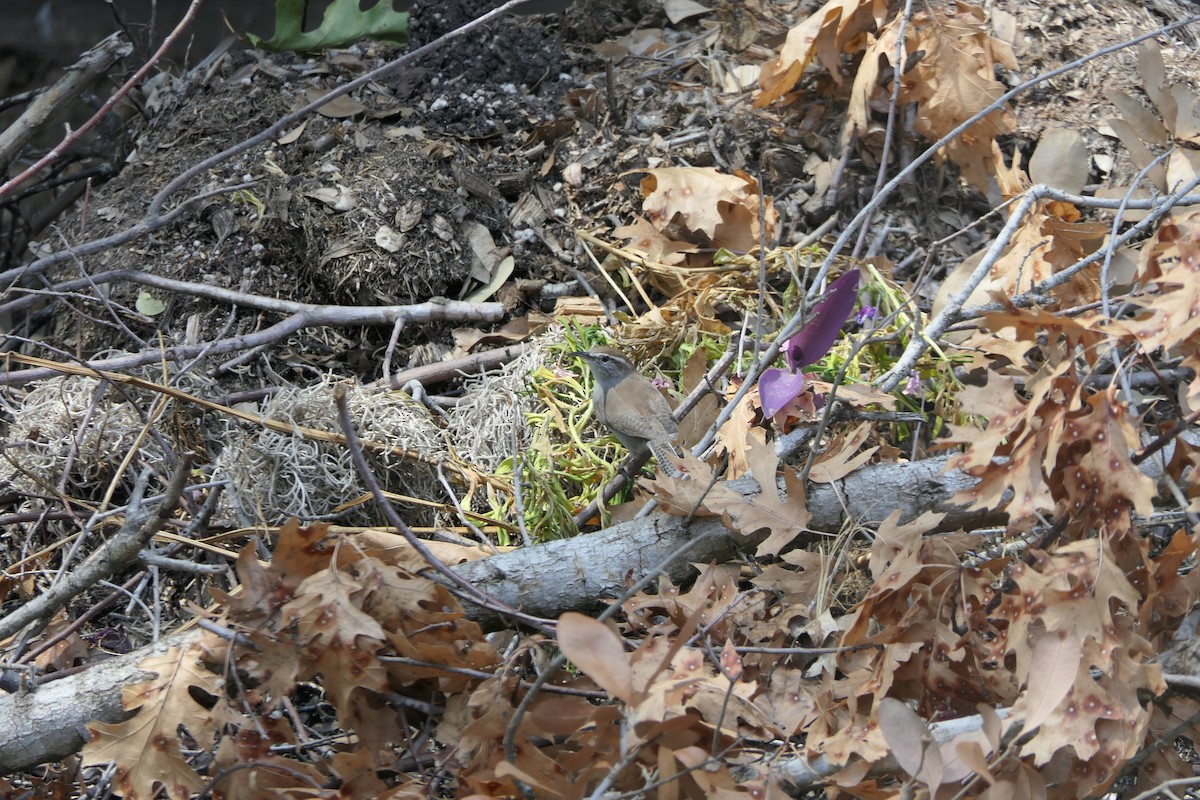 Bewick's Wren - ML642133936
