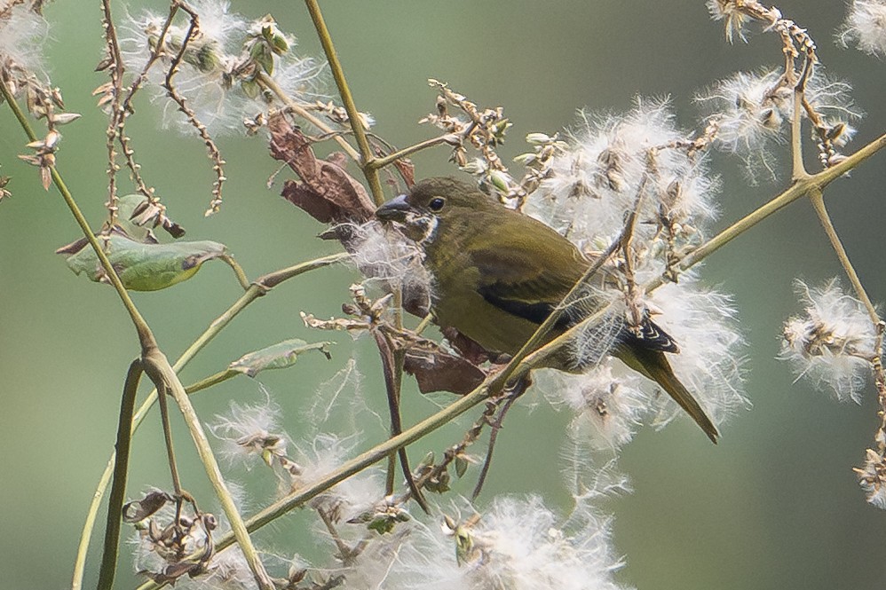 Oriole Finch - ML642133938