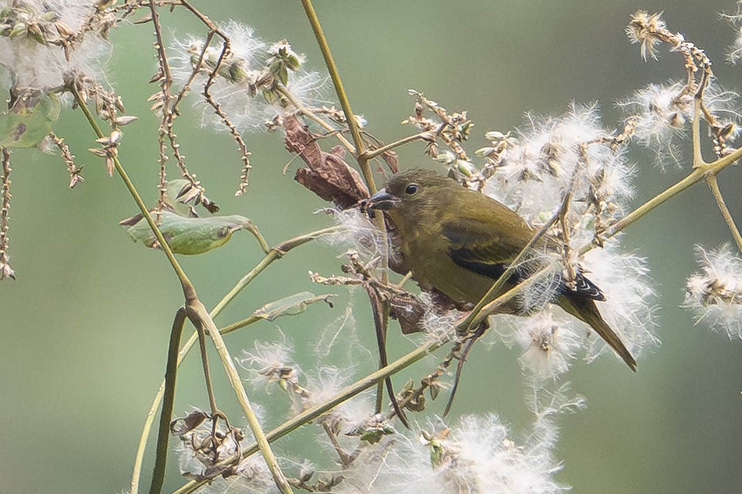 Oriole Finch - ML642133946