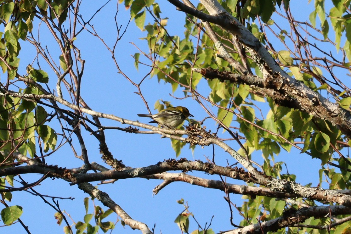 Black-throated Green Warbler - ML642133951