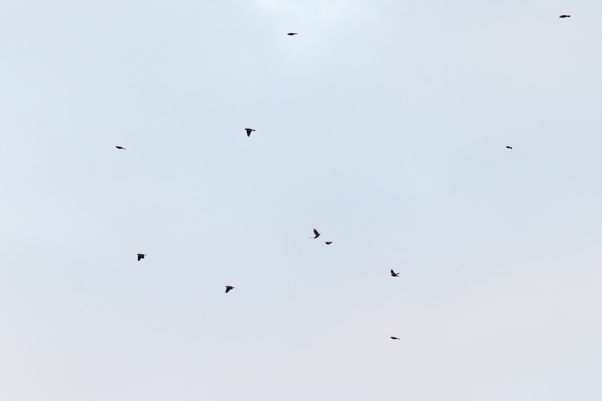 Red-winged Blackbird - ML642133952