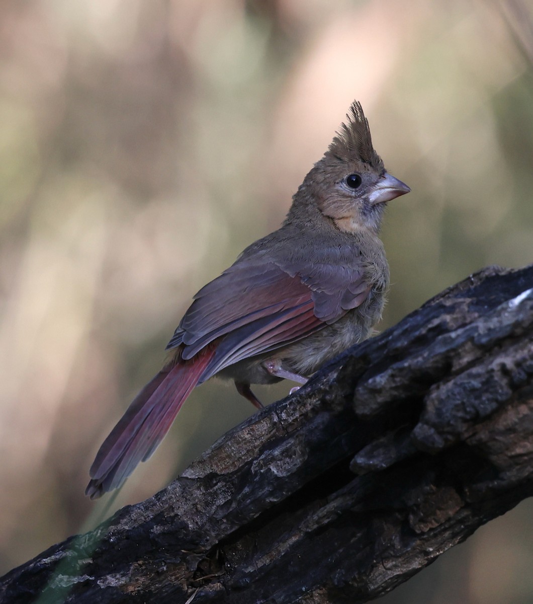 Northern Cardinal - ML642133953