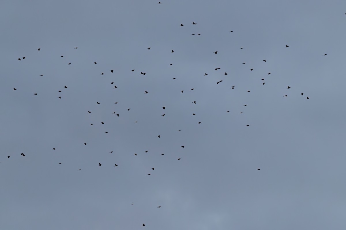 Common Grackle - ML642133954