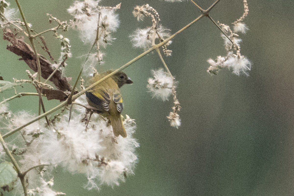 Oriole Finch - ML642133955