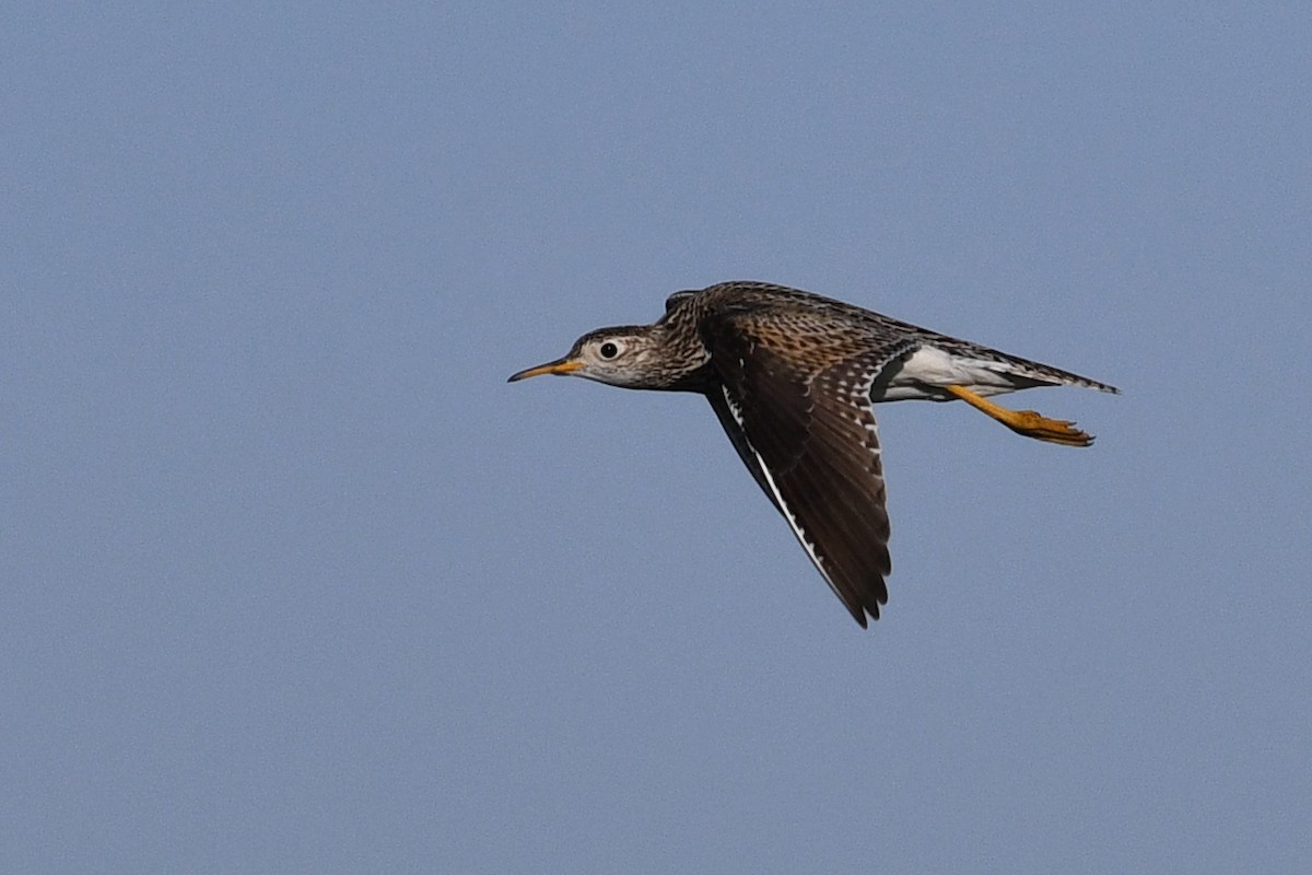 Upland Sandpiper - ML642133956