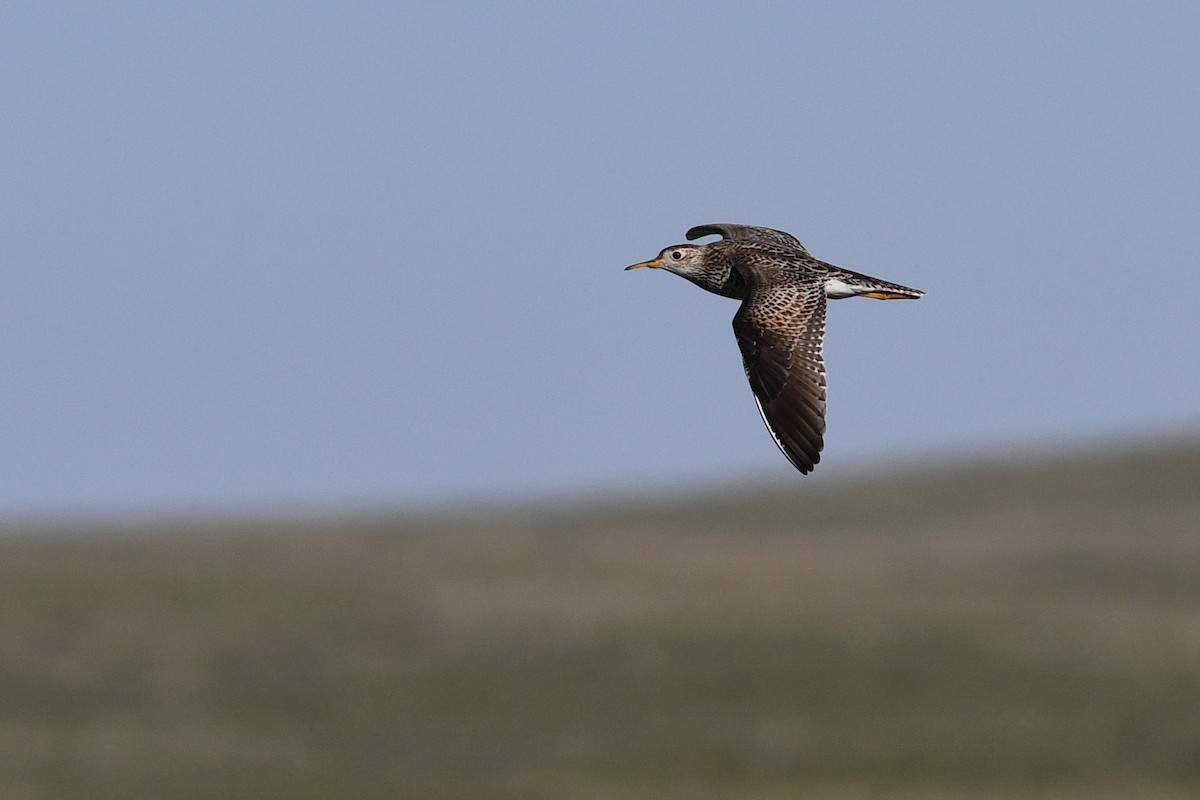 Upland Sandpiper - ML642133957