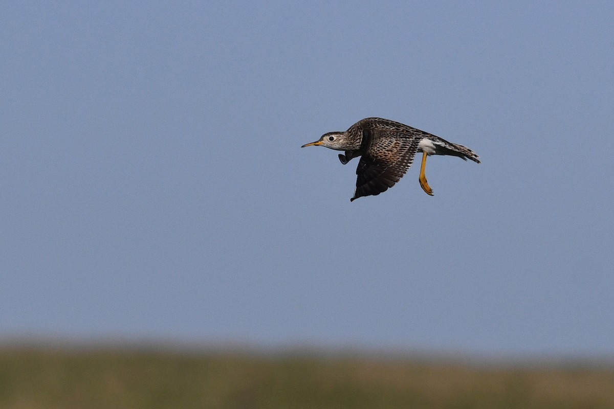 Upland Sandpiper - ML642133958