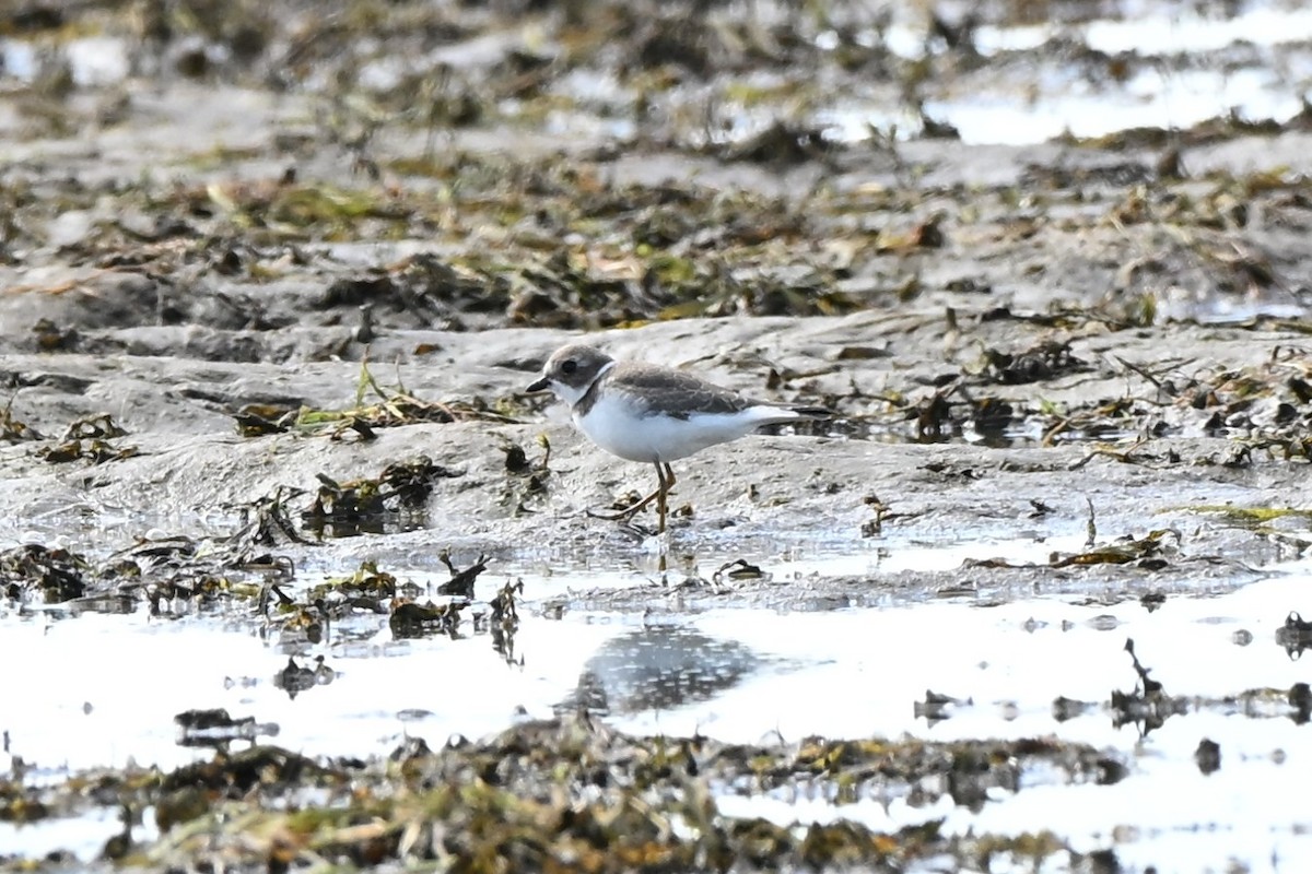 Semipalmated Plover - ML642133964