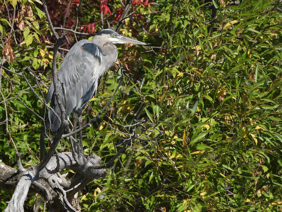 Great Blue Heron - ML642133965