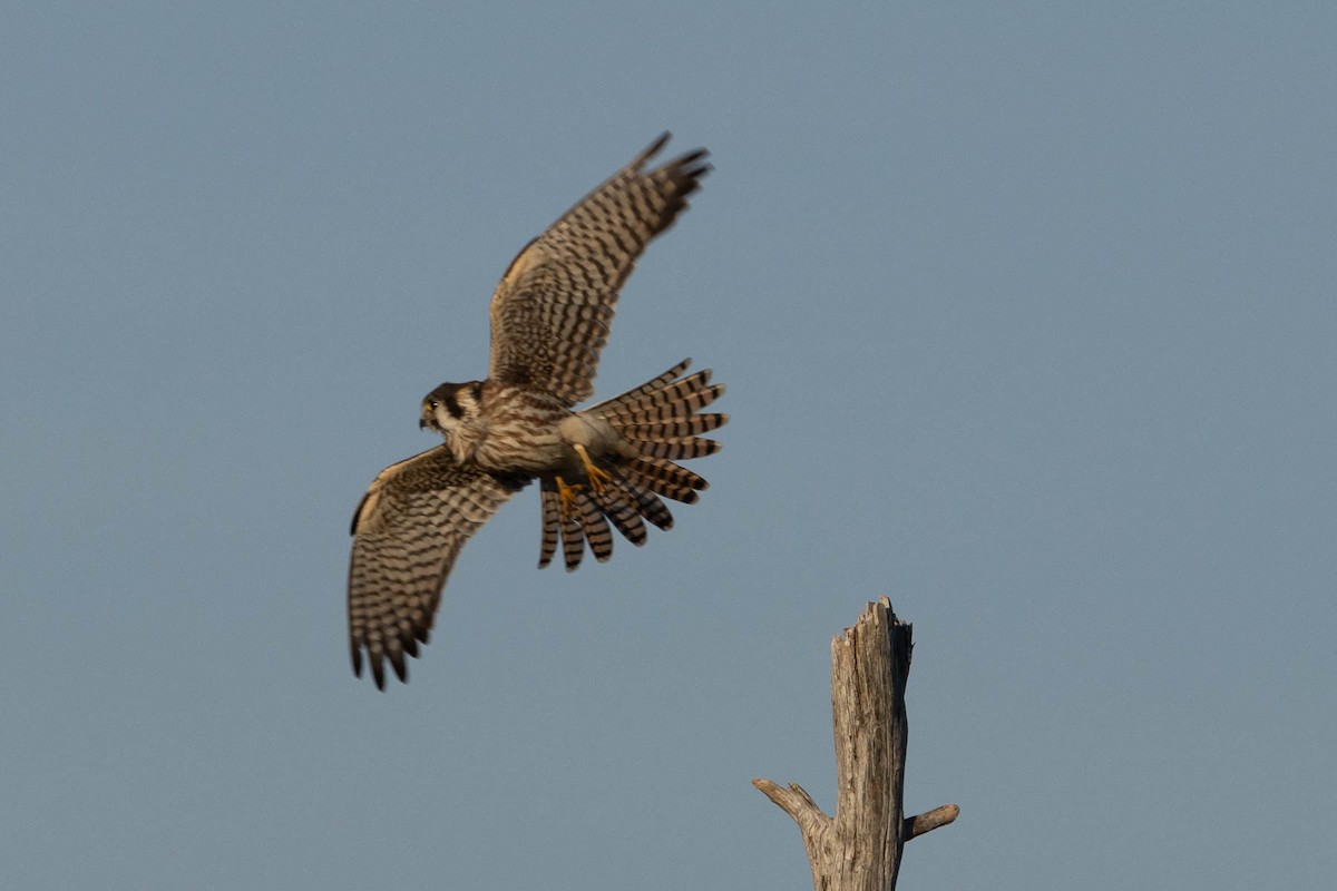 American Kestrel - ML642133966