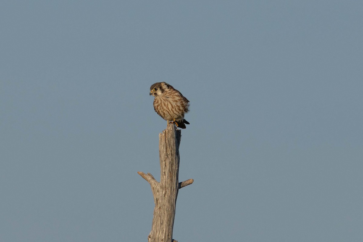American Kestrel - ML642133967