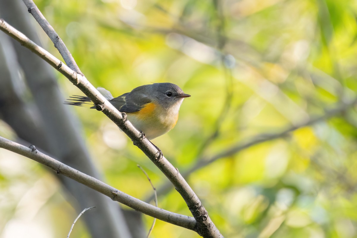 American Redstart - ML642133968