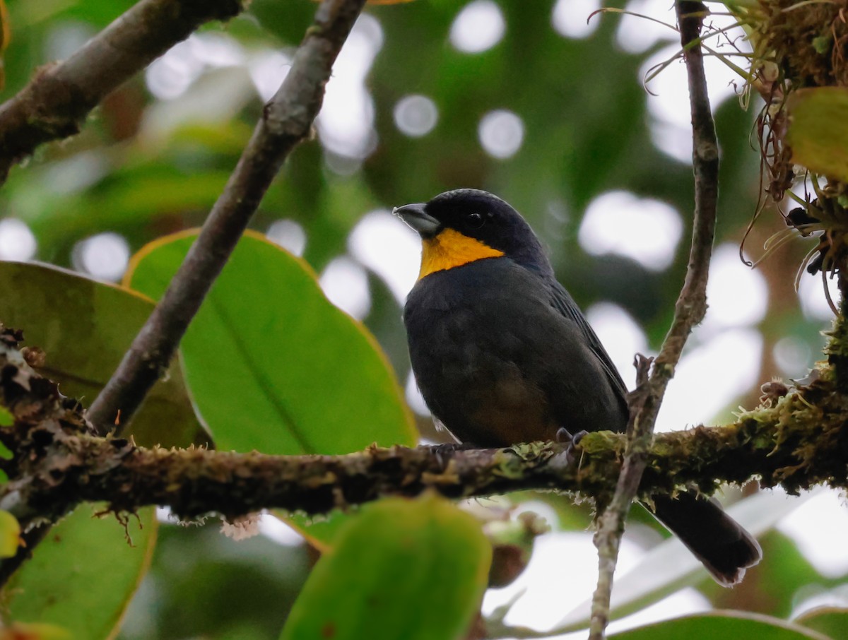 Purplish-mantled Tanager - ML642133969
