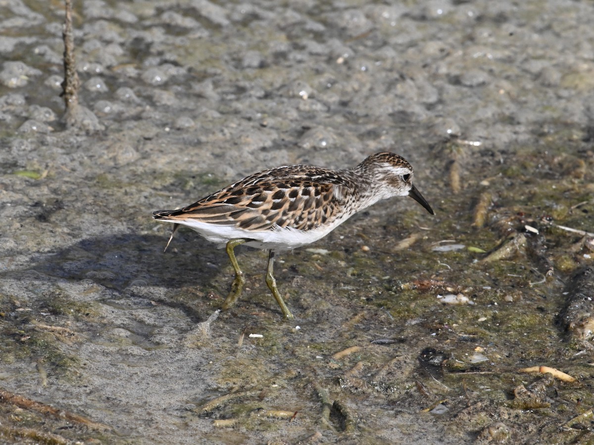 Least Sandpiper - ML642133970