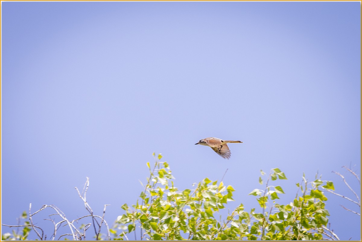 Yellow-breasted Chat - ML642133972